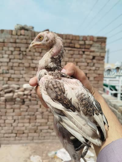 chicks for sale urgent at very lowest prize aseel nsl