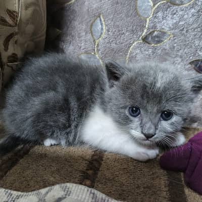 Cute male kitten orange white+ charcoal grey