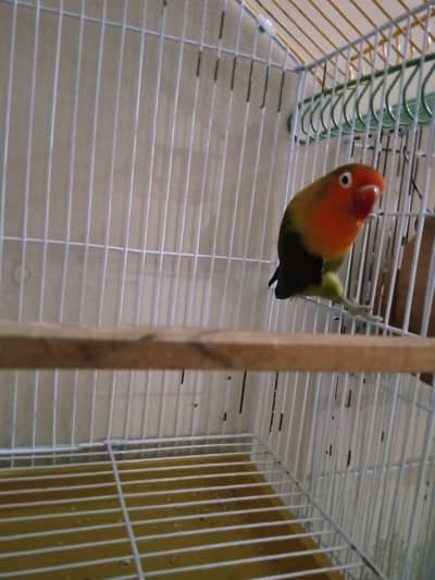 Green Female Lovebird for Sale