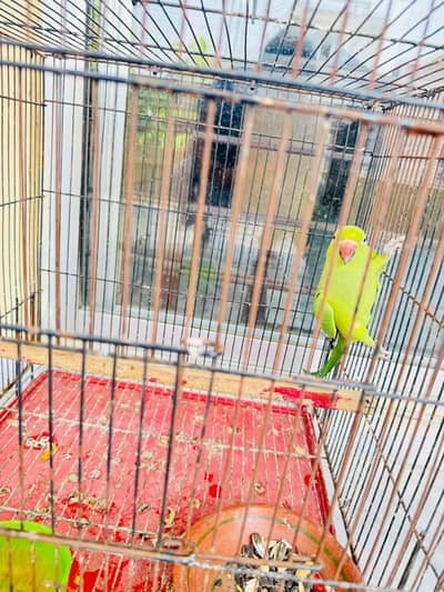 Green parrot female for sale with cage