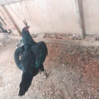 breeder aseel murgiyan