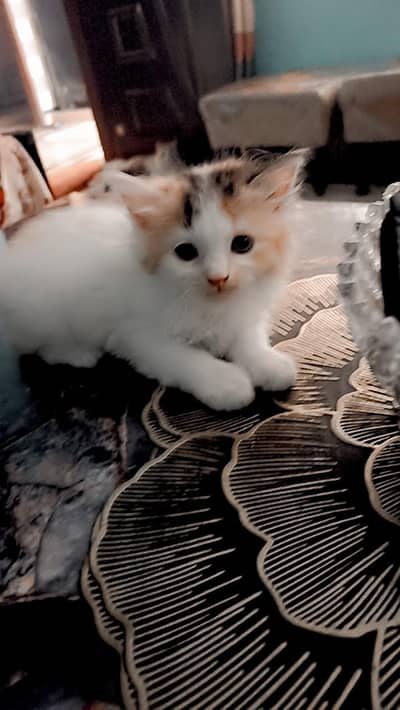 triple quote Persian kitten