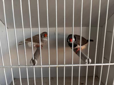 bcbb exhibition size finch pair