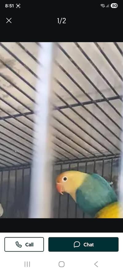 Healthy Lovebirds Collection for Sale
