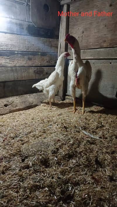 King White Shamo Chicks And Hens For Sale