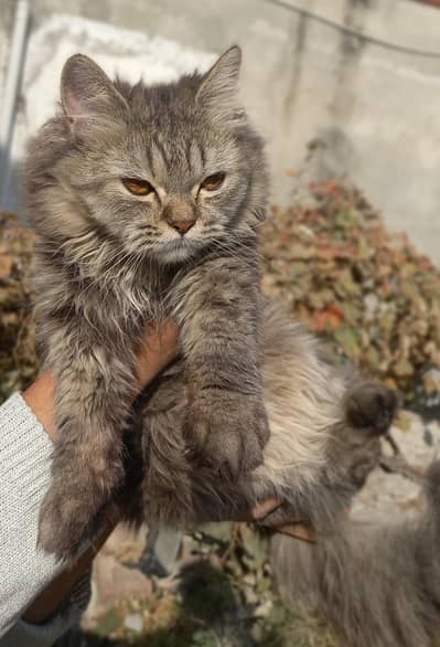 Persion cat female