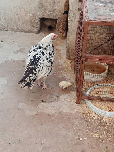 Aseel female and one chick Heera cross