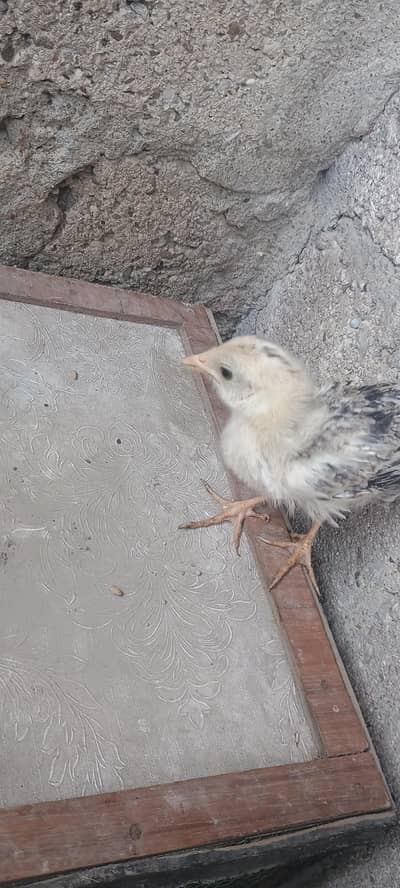 "Aseel Hen with 4 Healthy Chicks for Sale"