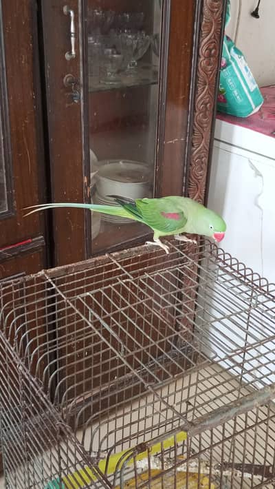 kashmiri Pahari female raw parrot
