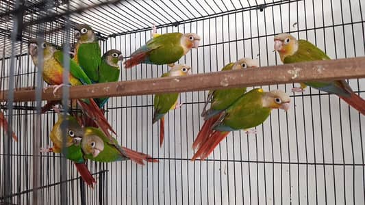Pineapple Conure, Yellow Sided Conure Females…