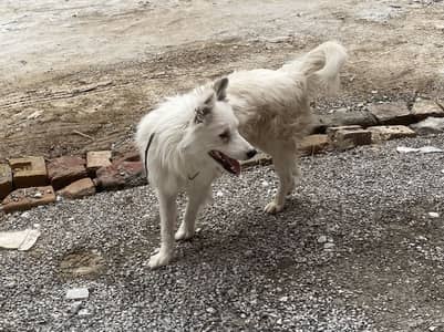 Russian dog