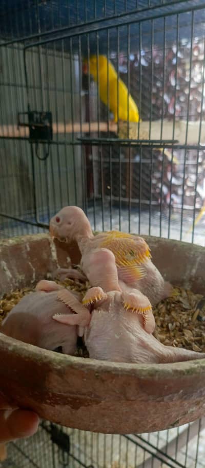 Blue,Lace Wing & Albino Splits Ringneck Pairs