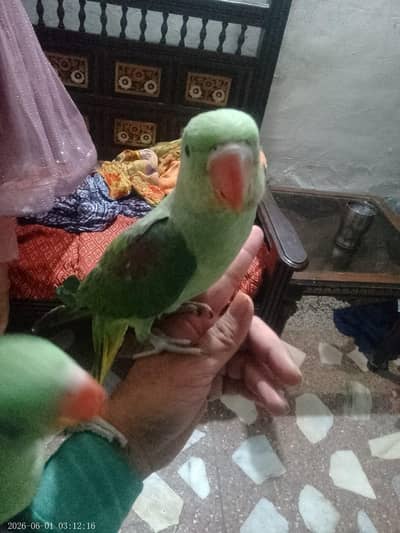 Raw Parrot Chicks | Green Parrot | Parrot Chicks Available | Parrot