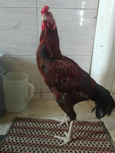 urgent sale desi murgha