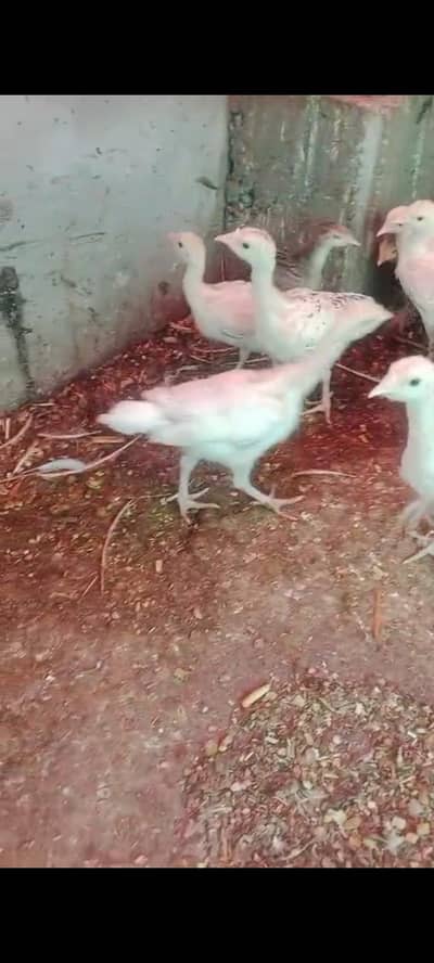 Turkey bird chicks