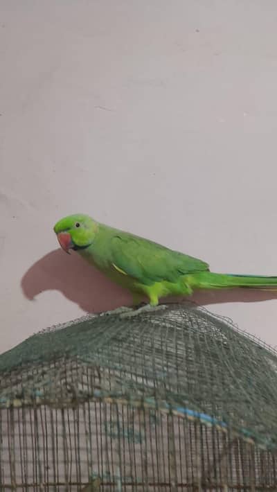 Yellow Ringneck Babies & Hand Tame Green Ringneck Male