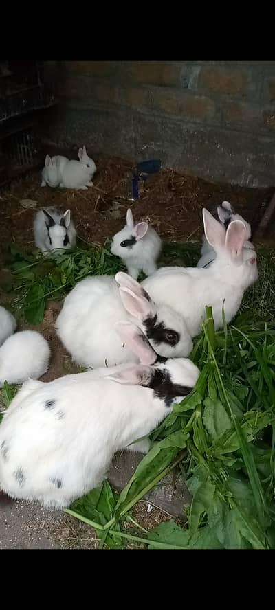 rabbits  pairs and bane's
