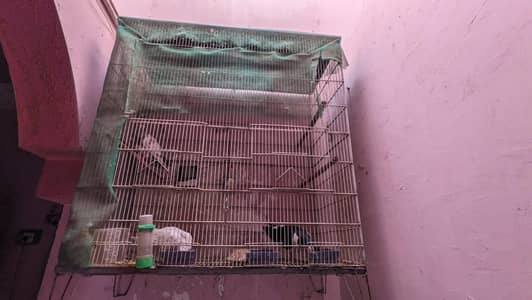 Cage for sale
