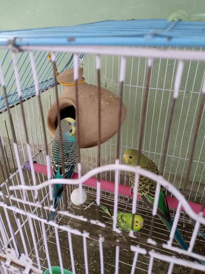 Budgie parrots pairs