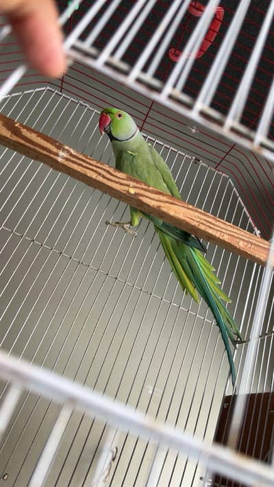 Ringneck pair/chicks/cocktail tamed/chicks/ cages
