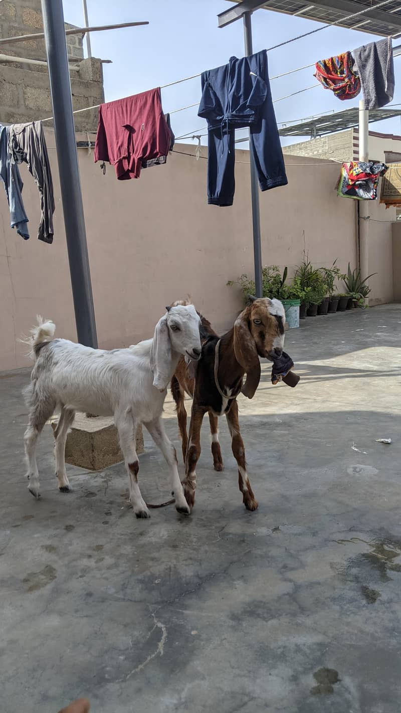 goats 0