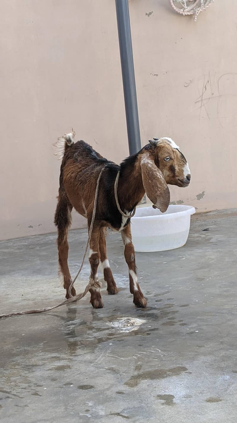 goats 1