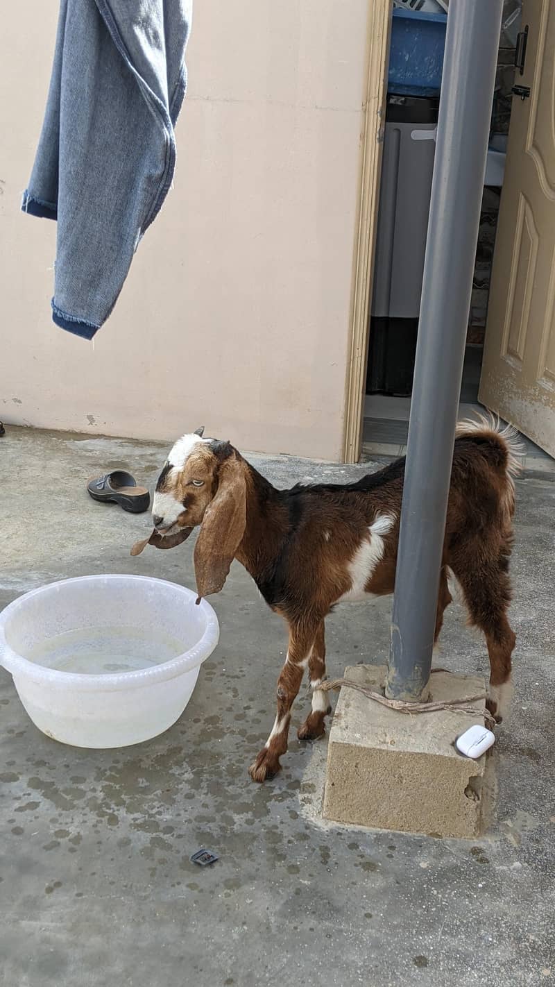 goats 2