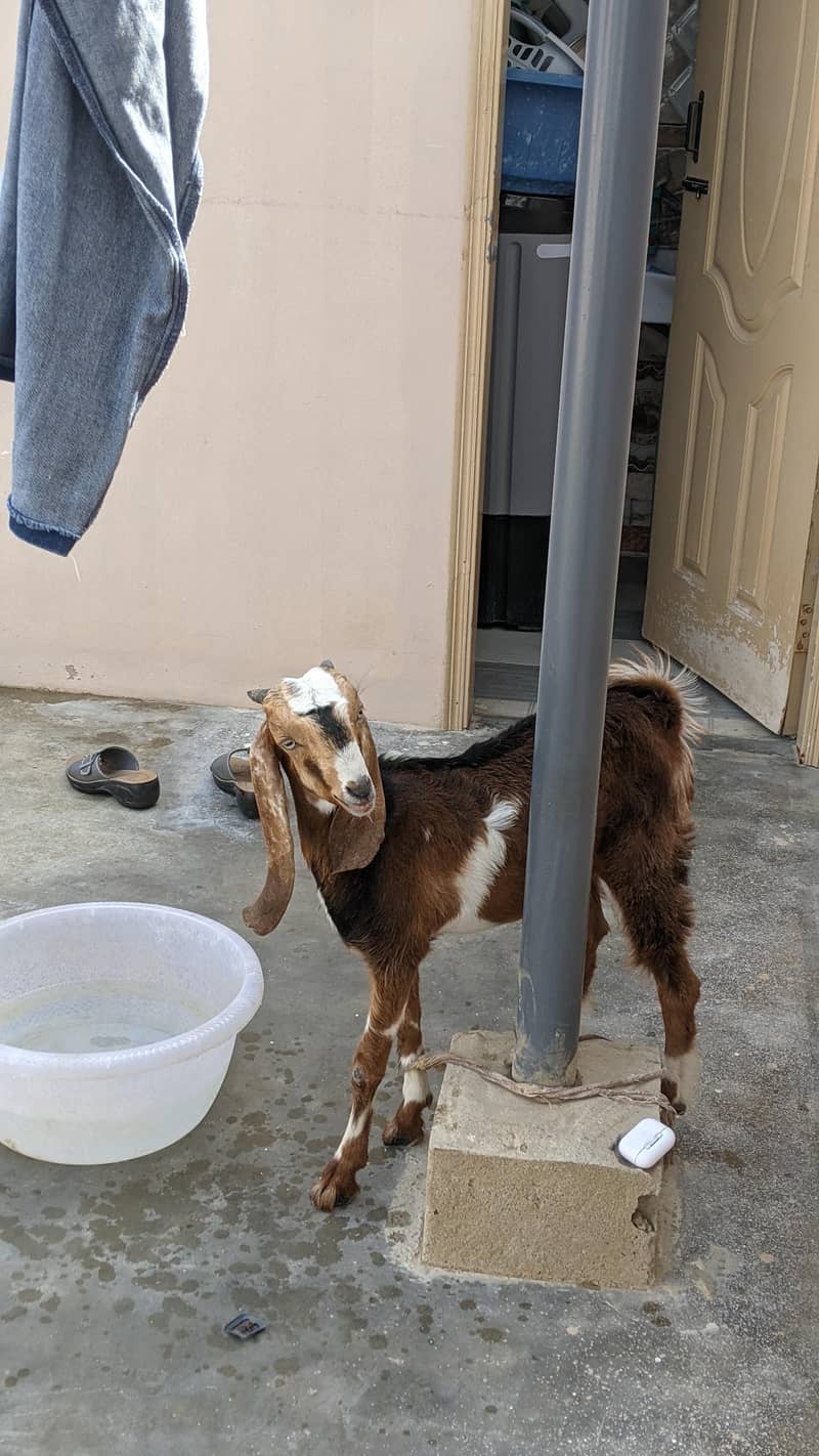 goats 3
