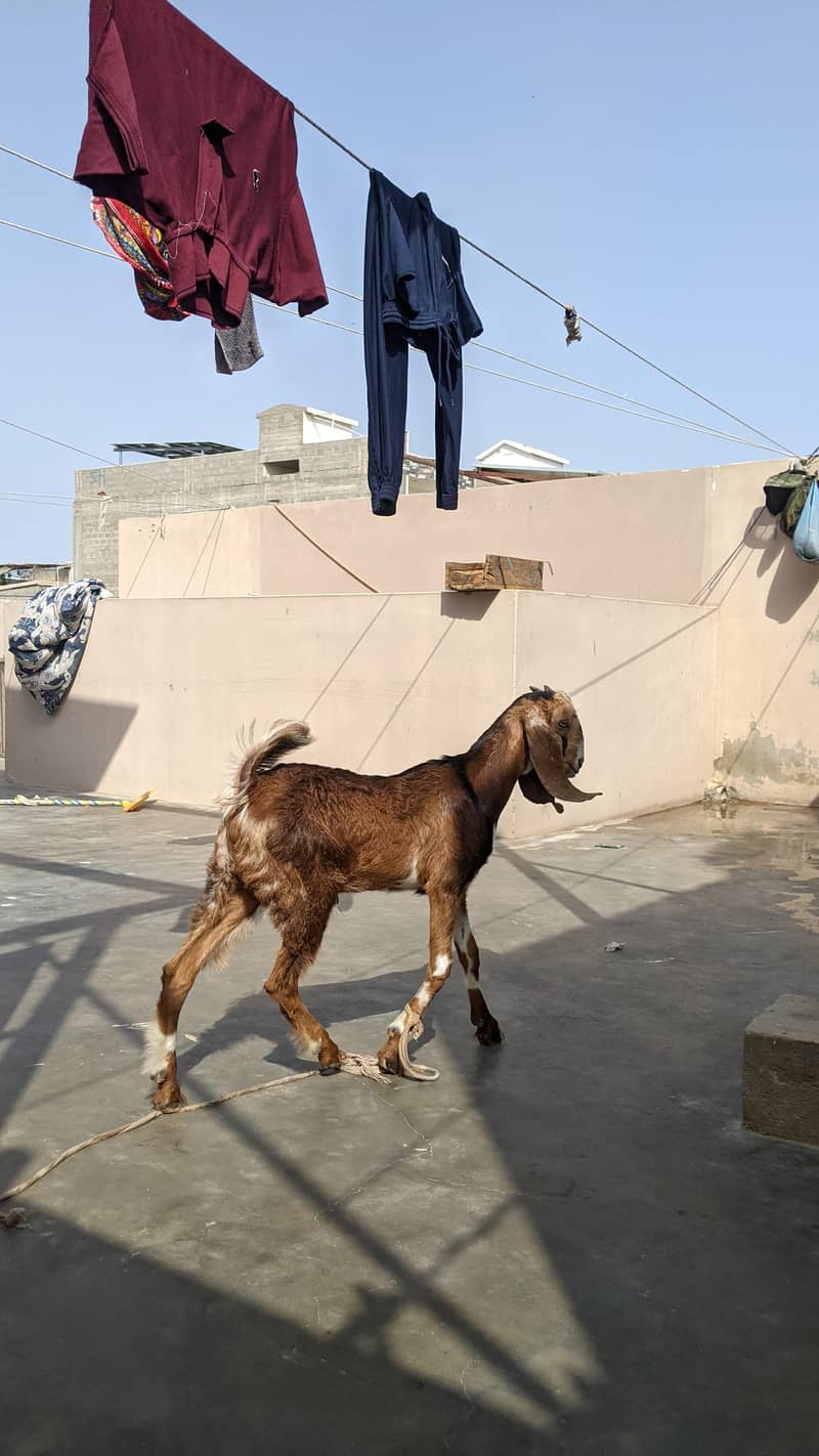 goats 4