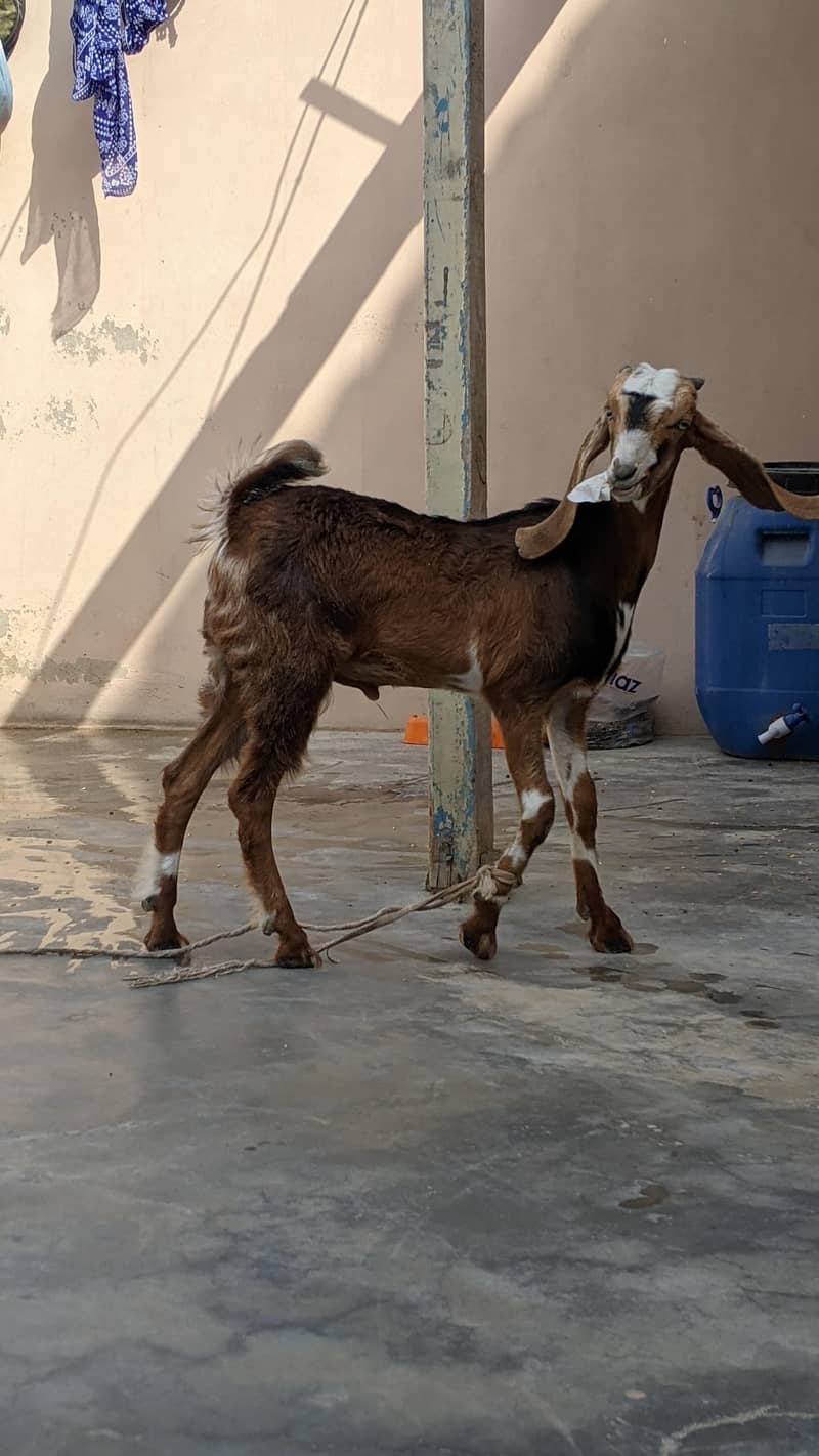 goats 5