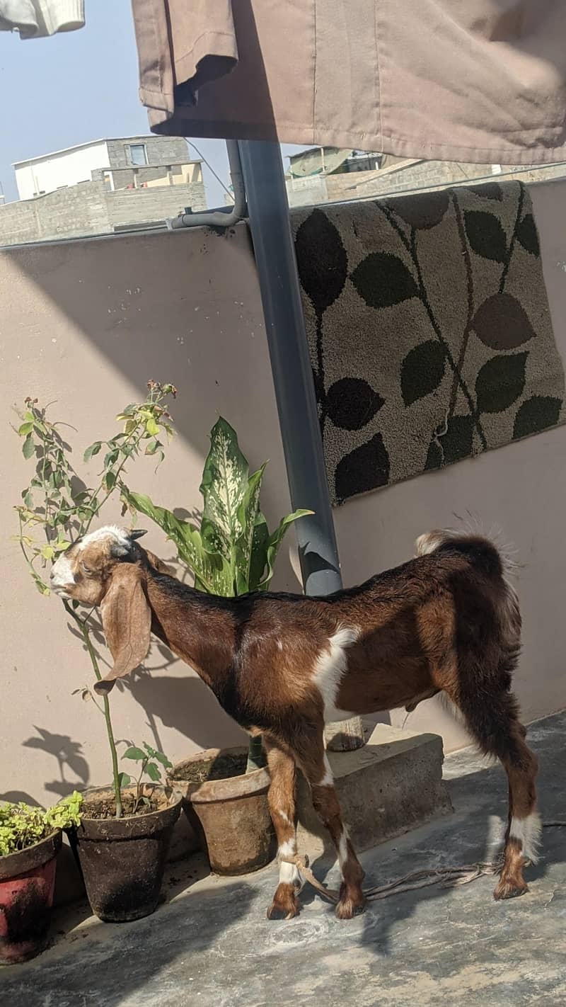 goats 6