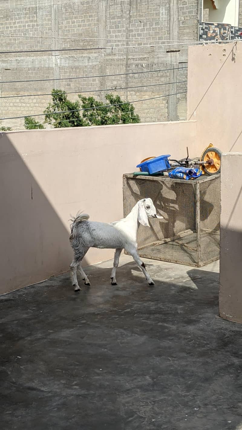 goats 7