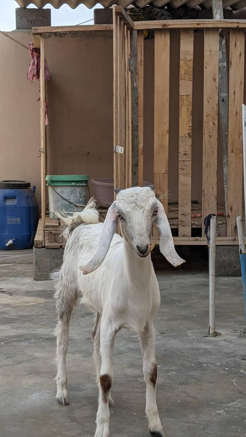 goats 8