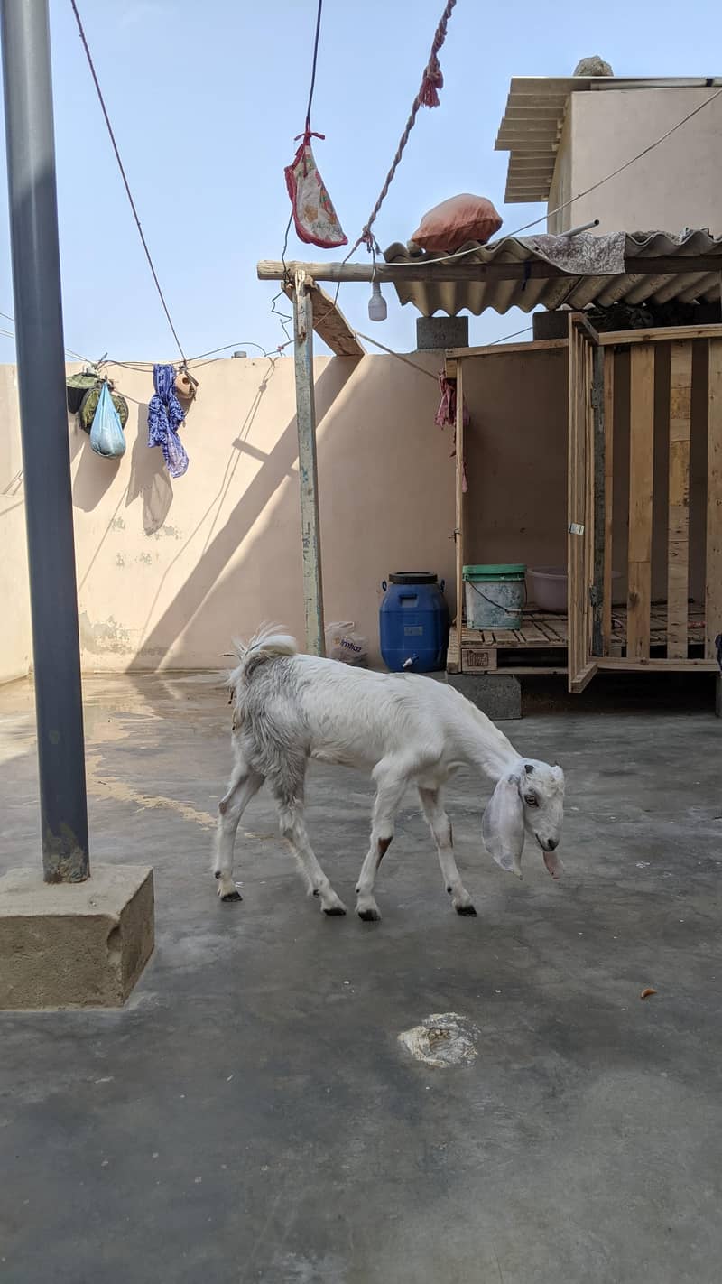 goats 9