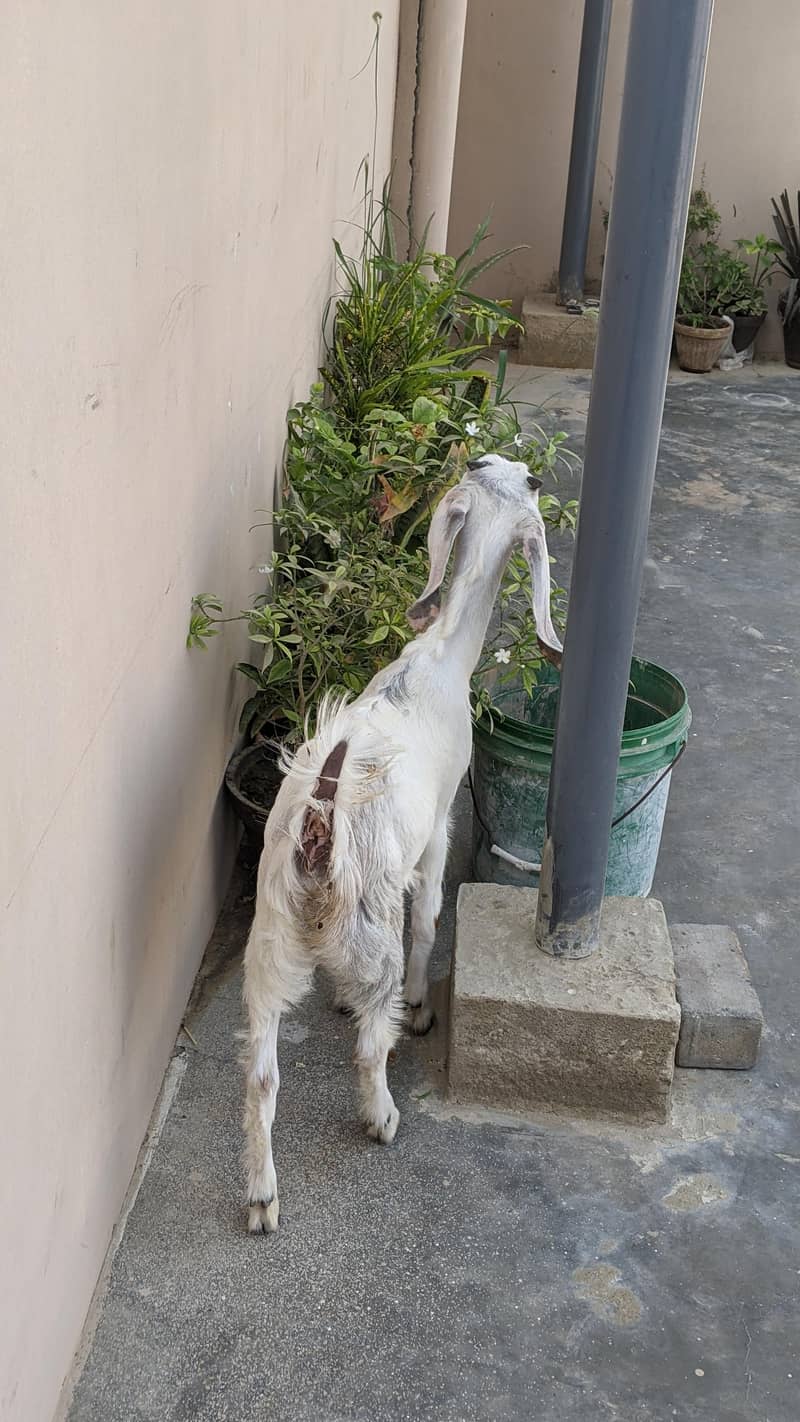 goats 10