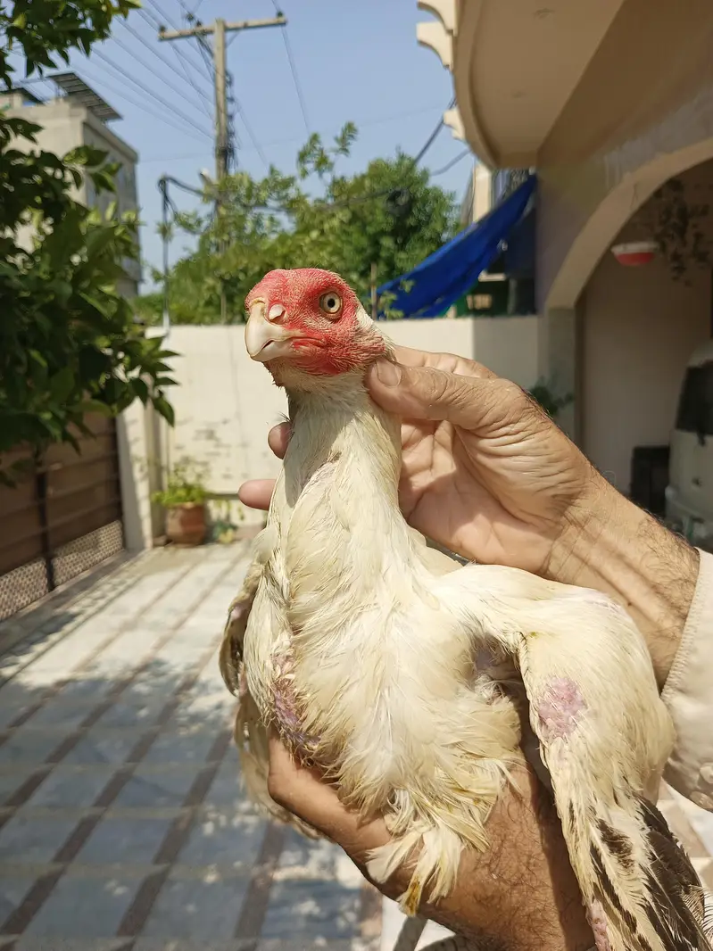 Out class parrot beak long tail cross female