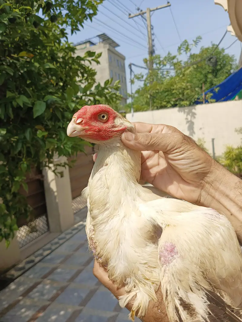 Out class parrot beak long tail cross female — photo 4