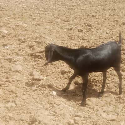 GOAT(PATH) FOR SALE FULL BLACK HOME BREED