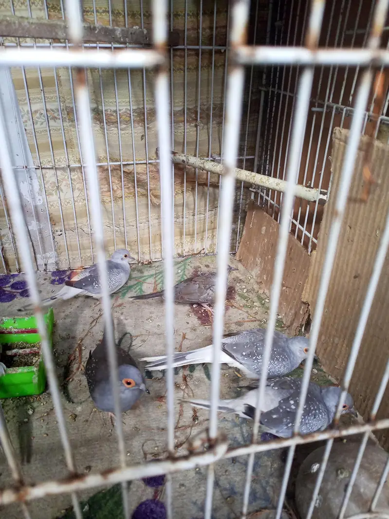dove for sell — photo 2