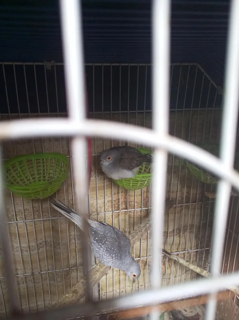 dove for sell — photo 3