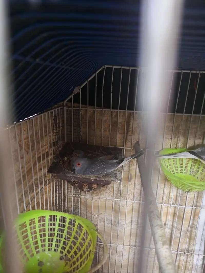 dove for sell — photo 4