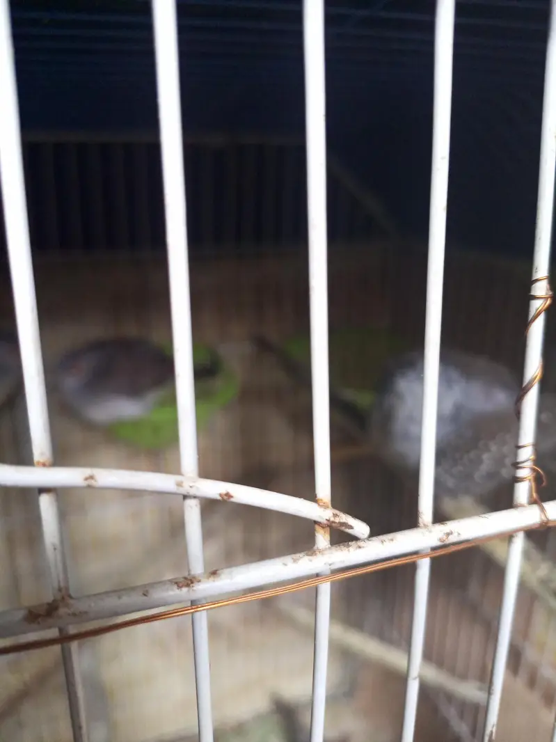 dove for sell — photo 5