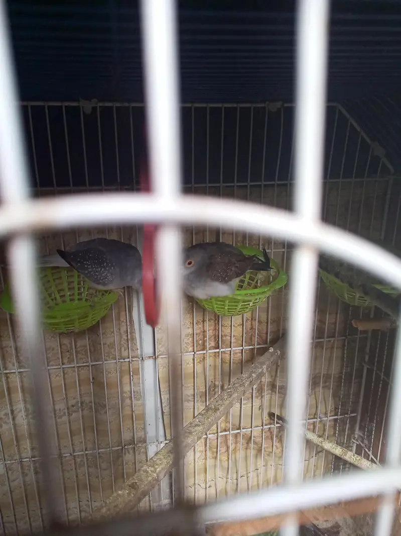 dove for sell — photo 6