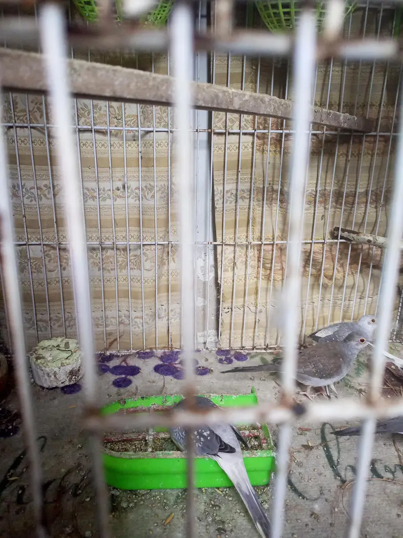 dove for sell — photo 7