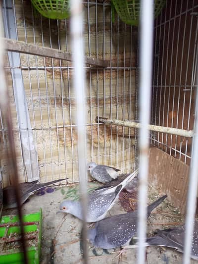dove for sell