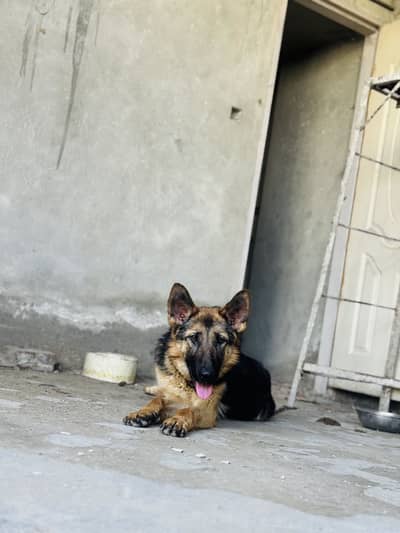 German shepherd female 11 months stock coat