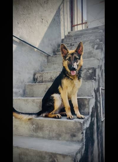 German shepherd female 11 months stock coat