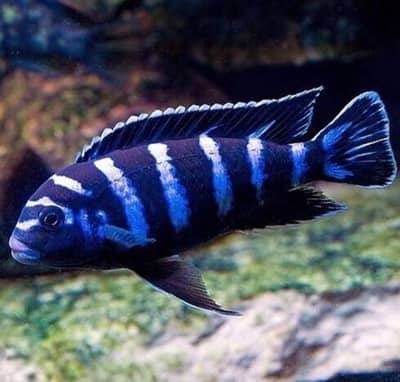 Red parrot & chichlids fishes