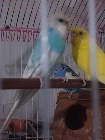 ,2 bajri pair for sall  male dono full curest ma ha