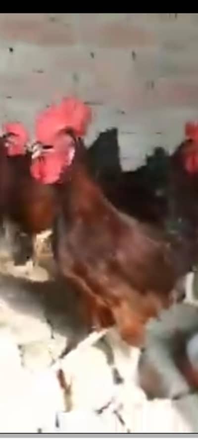rir Australorp dandharvi yang male foresale per pic 1200 final